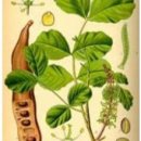 털보밧데리 이미지