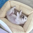 마이티 그루밍 이미지