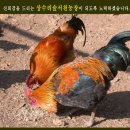 상수리숲 농장 네이버블로그