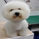 까가주개 이미지