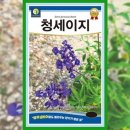 씨드