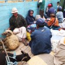 지금,돼지 이미지