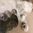 헤어 르시안 | 고양이교배 후기 성공적인 꼬물이들의 탄생!