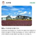 미호강 | 청주 토성마을 미호강 핑크뮬리 카페 오두막 후기
