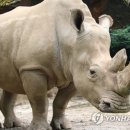 코뿔소 연합뉴스