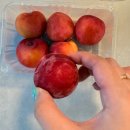 우리농산물 탑마트 | 여름 아가는 여름 과일을 좋아하나? 자두가 땡긴다! 배민 비마트 자두 내돈내산 후기!