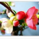 황금비늘 이미지