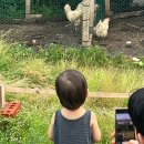 푸라닭제주외도점 네이버블로그
