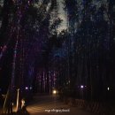 대숲여행 이미지