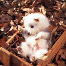 강아지당 이미지