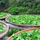 (사)푸른차문화연구원 이미지