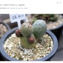 - 필독 - 369~ 369~ 예정....살충+살균 예방적 방제기준...