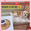 테크노파크역3번출구 뒤 | 성수 레이지요거트 디저트 카페 그릭 인 두바이 내돈내산 애견동반 후기