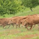 초지한우 이미지