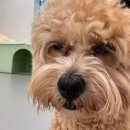 휴멍애견유치원 이미지