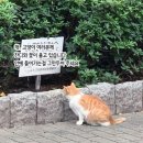 주말에 은평에서 산보클럽 그리고 코스모스분식