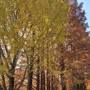 대중 | [한국외대 단풍] 한국외대 글로벌 캠버스 명수당 메타세콰이어 단풍 실시간 대중교통 후기