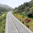 완도13호 이미지