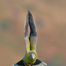 Yellow-footed Green Pigeon 이미지