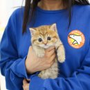 광교 우리들동물병원 | 용인수지/광교/인계동/군포당동/화성남양 고사남 고양이분양후기