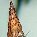 한`sNail
