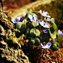 인흥마을 이미지