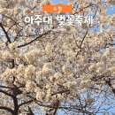 2025년 아주대학교 수원 벚꽃축제 일정 공유 및 현 벚꽃 상황