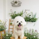 블링블링펫미용 이미지