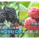 색연필 꽃그림, 보타니컬 아트 이미지