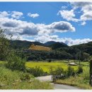 무안영산 이미지