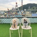 레미네 | 인천애견동반카페, 강아지들이 뛰어놀 수 있는 월미도레미 카페 후기