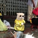 생선파는고양이 Daum카페
