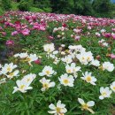 팔영경로당 이미지