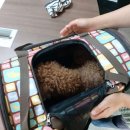 최영준동물병원 이미지