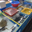 조은3호 이미지