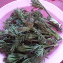 에버그린민박 이미지