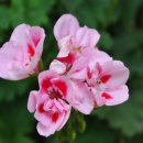 충남 아산 세계꽃식물원-6 이미지
