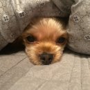 웰니스동물병원(수완점) 이미지