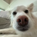 도그레스트 이미지