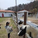 여주목장 | 여주 은아목장 체험 후기, 목장 카페 은아, 소젖짜기 체험, 치즈만들기