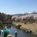 보개원삼로 | 블루원 용인 CC 벚꽃 라운딩 후기 🌸벚꽃 명소 골프장 추천
