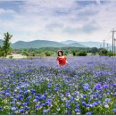 일랑일랑 이미지