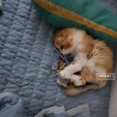 찬샘동물병원 | 감사한 인천 구월동 동물병원, 찬샘동물병원 에서 고양이 중성화수술 후 회복까지
