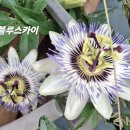 블루스카이