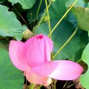 함안 연꽃 테마파크(경남 함안) 이미지