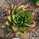 선인수농장 이미지