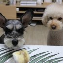 오 마이 리틀베이비 이미지