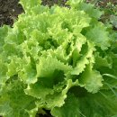 몰랐지!? 50대에게 🥬&#34;상추&#34;가 주는 경고 신호!