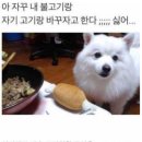 바보가 바보에게 이미지