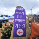 거창-거창-10 | 거창 아스타국화 축제 방문후기 개화, 주차 팁(10월9일방문)